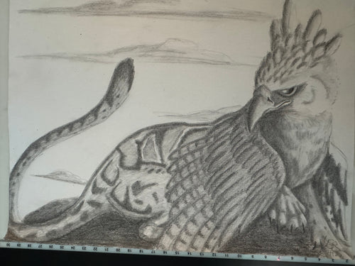 Clouded Harpy print